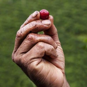 Granja de café de origen en Brasil, proveedor de Perseverancia Tostadores